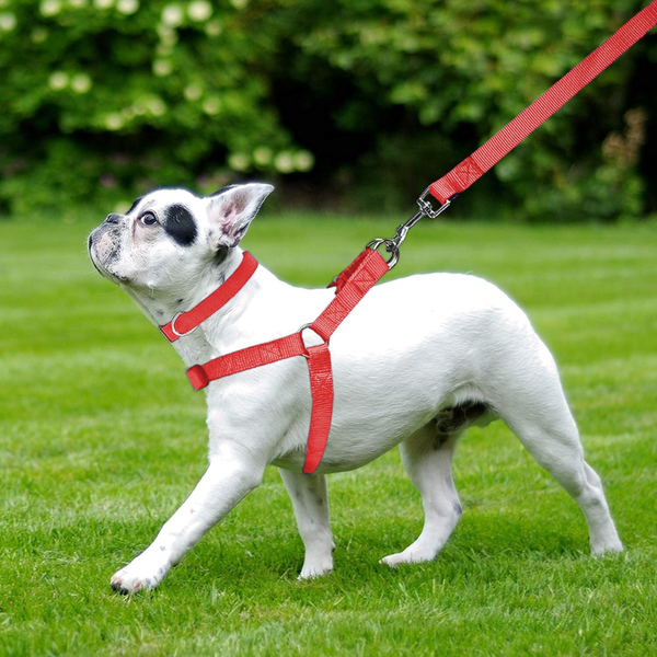 Collars, Leashes, and Harnesses