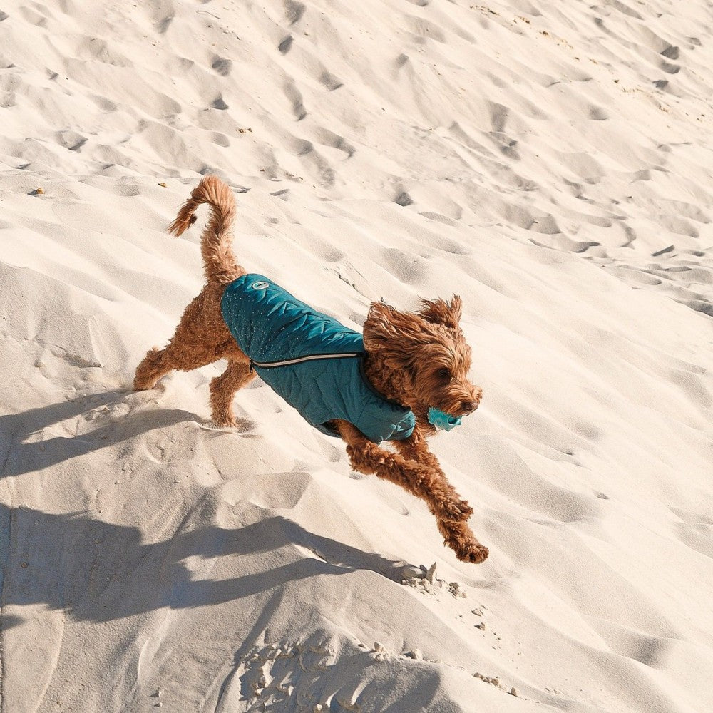 Fashion Pet Vest for Dogs